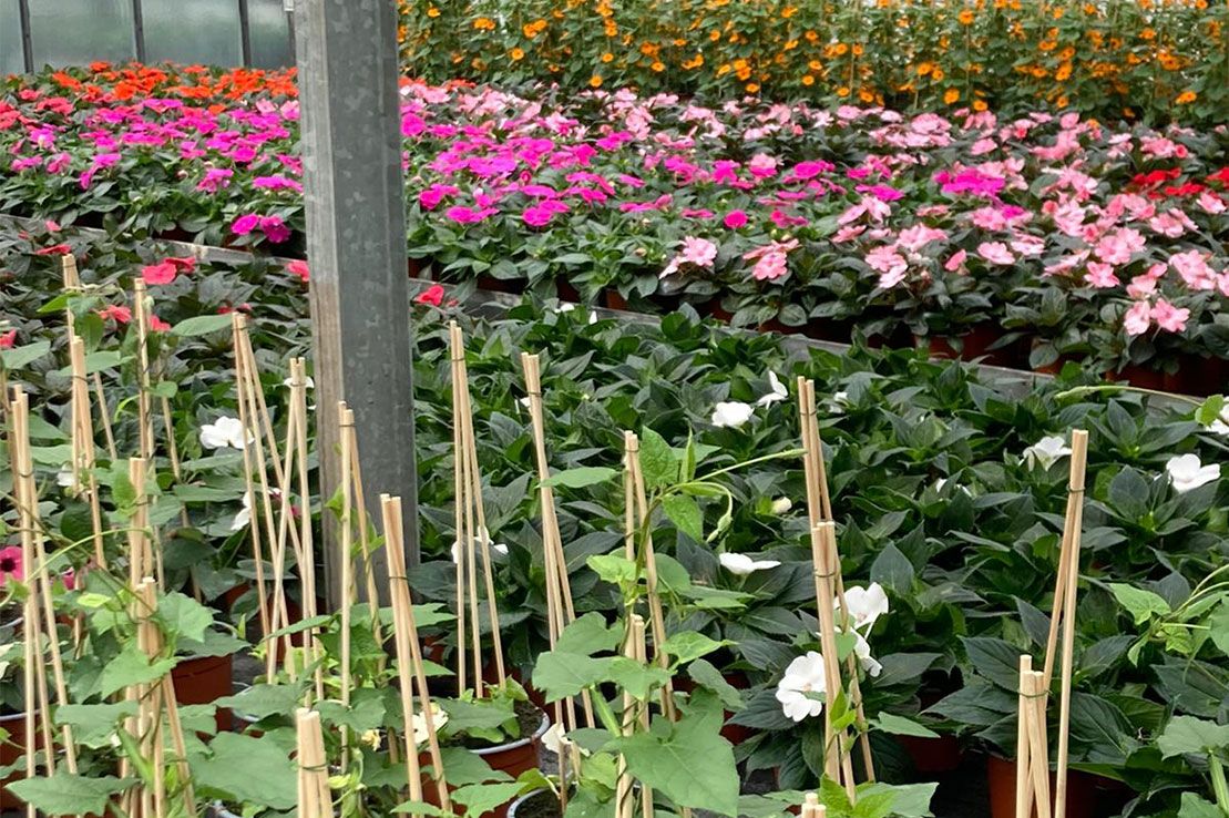 Blumen Gärtnerei