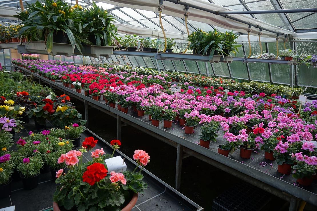 Blumen Gärtnerei